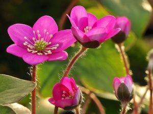 Hepatica nobilis Ashwood Pinks (collection of 5)-0