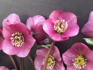 Helleborus x lemonnierae 'Ashwood Perfection'-0