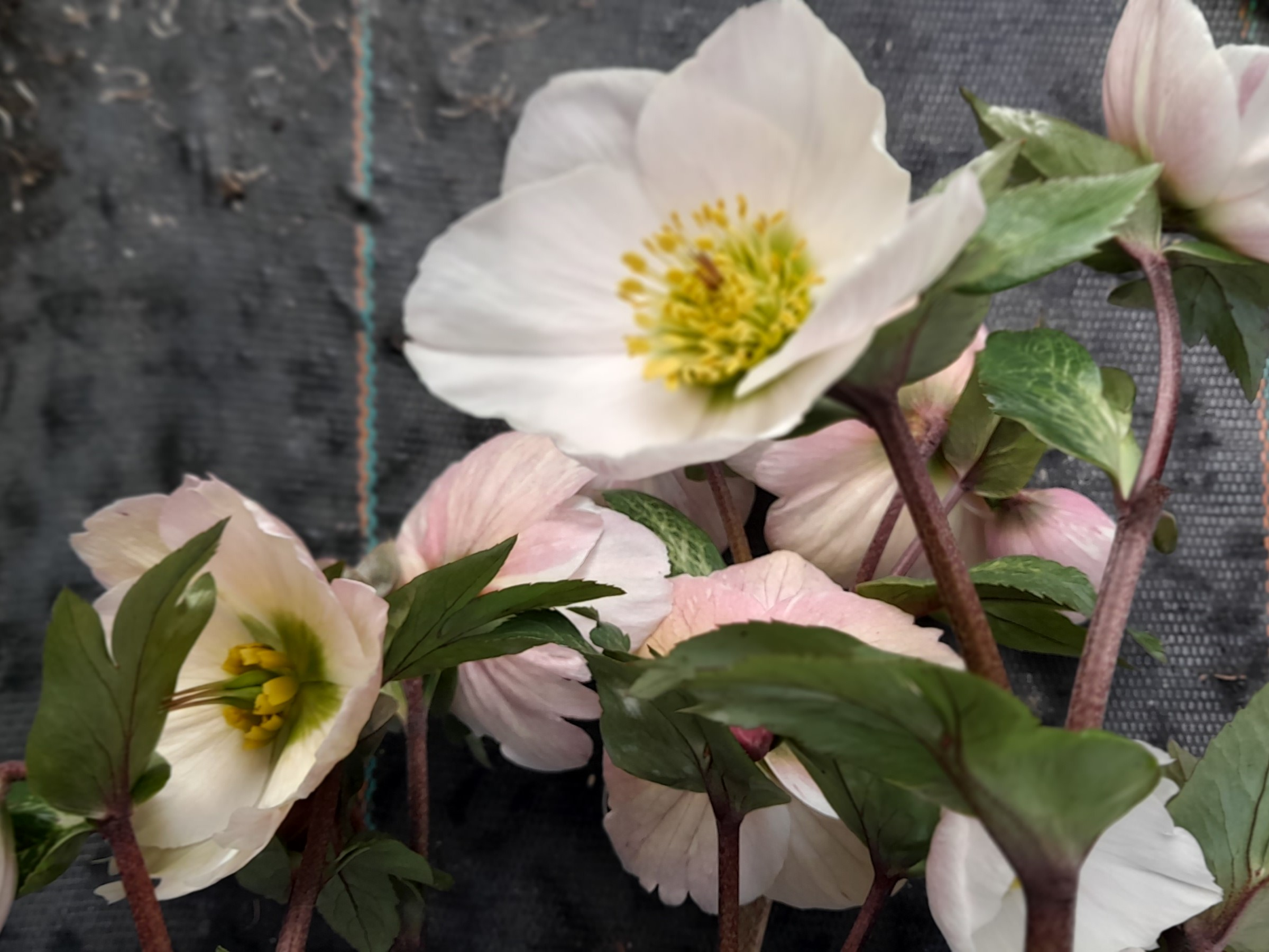 Helleborus x hybridus (Atlas Group) Apollo-0