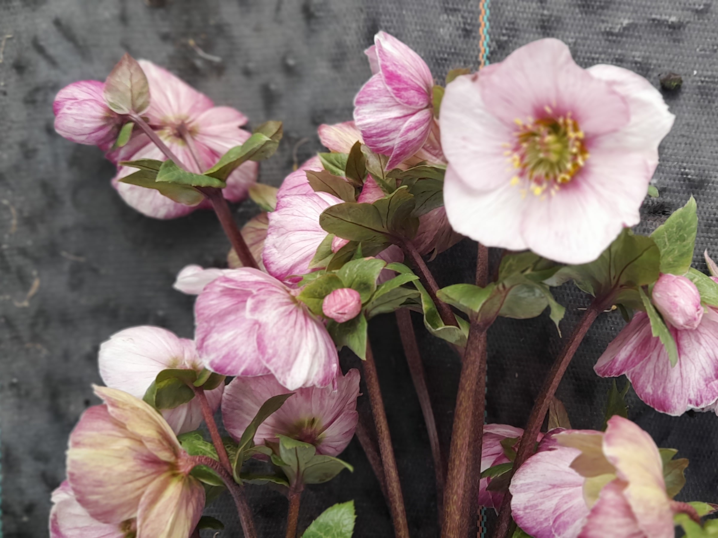 Helleborus x hybridus (Atlas Group) 'Artemis'-0