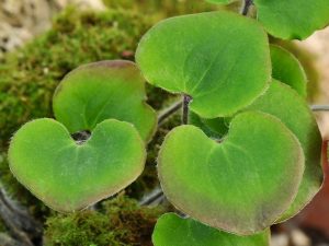 Hepatica nobilis var. nobilis f. monoloba-0