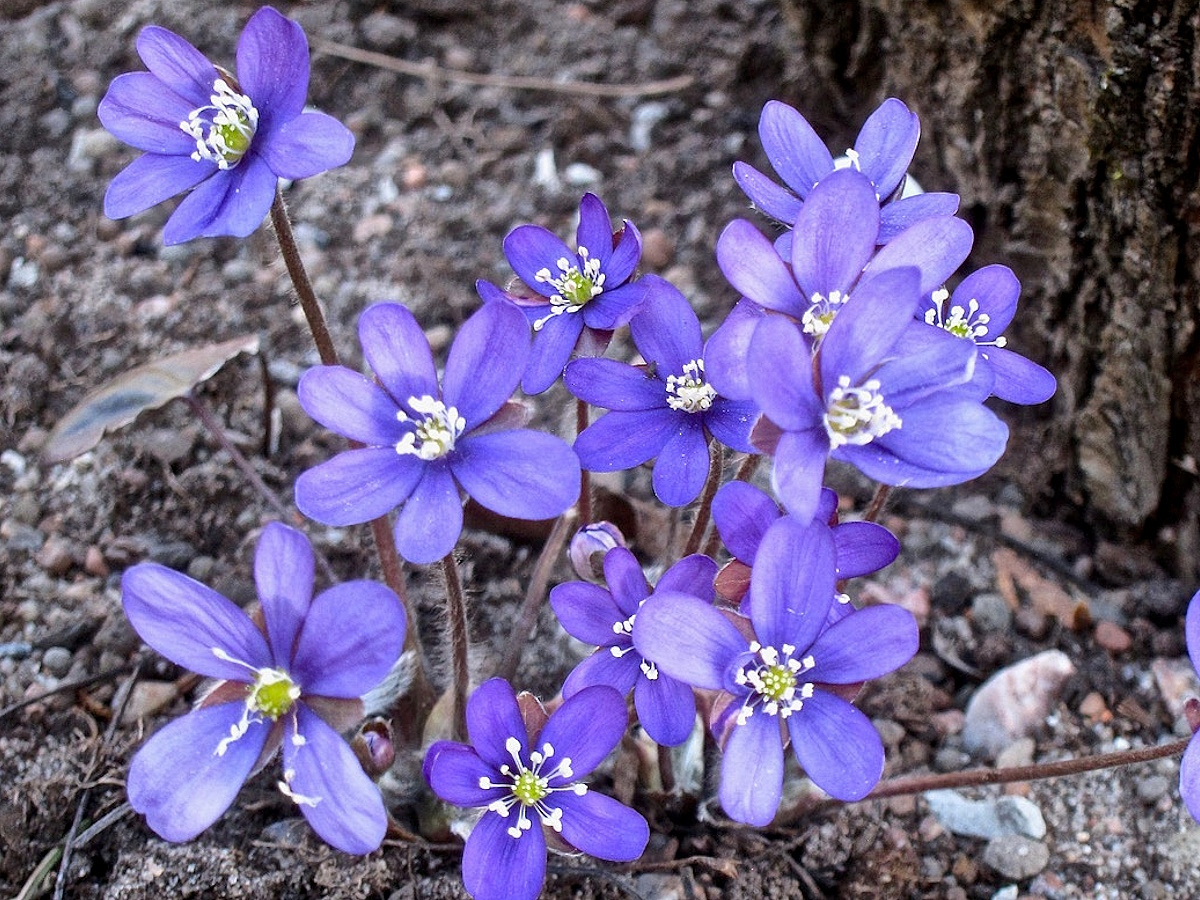 Hepatica nobilis var. nobilis f. monoloba-25390