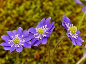 Hepatica (H. americana var. acuta x H. nobilis) 'Superblue'-0