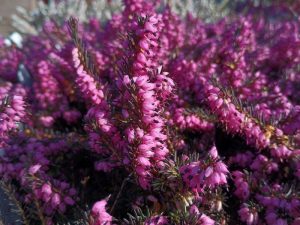 Erica x darleyensis 'Lena' (9cm pot)-0
