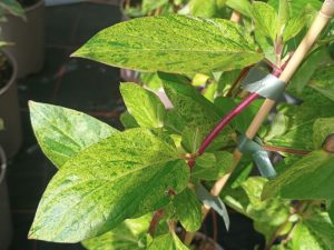 Lonicera japonica 'Mint Crisp'-0