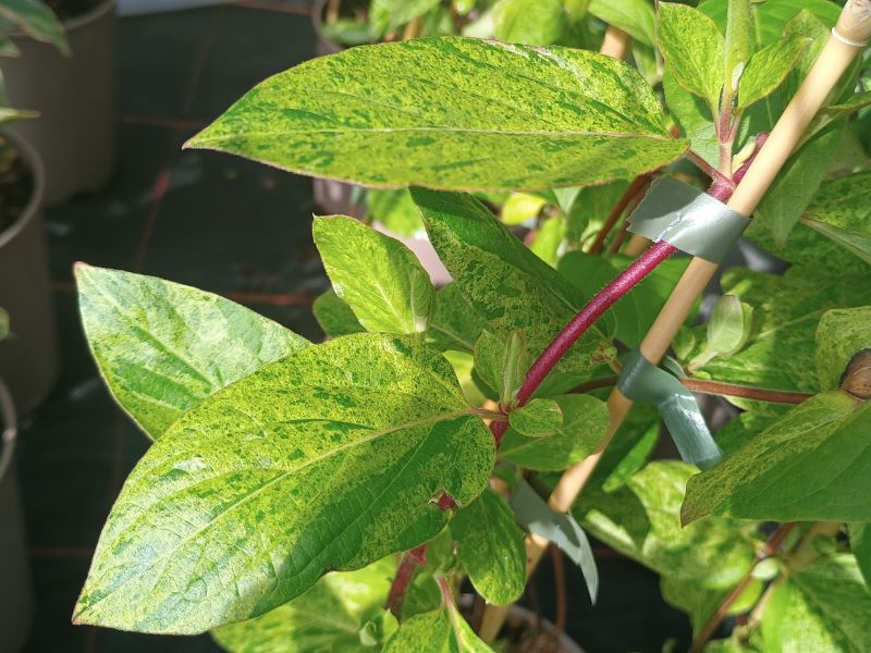 Lonicera japonica 'Mint Crisp'-0