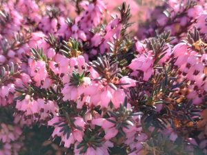 Erica x darleyensis 'Phoebe' (9cm pot)-0