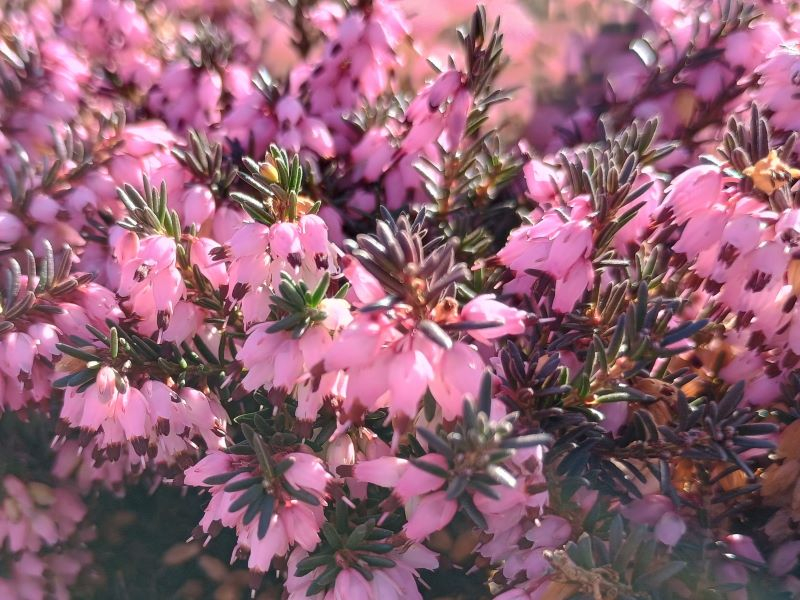 Erica x darleyensis 'Phoebe' (9cm pot)-0