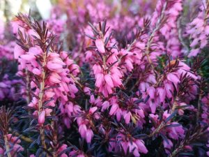 Erica carnea 'Saskia' (9cm pot)-0