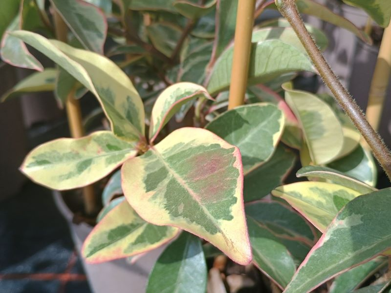 Trachelospermum jasminoides 'Variegatum'-0