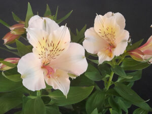 Alstroemeria Summer Paradise 'Beach Valley'-0