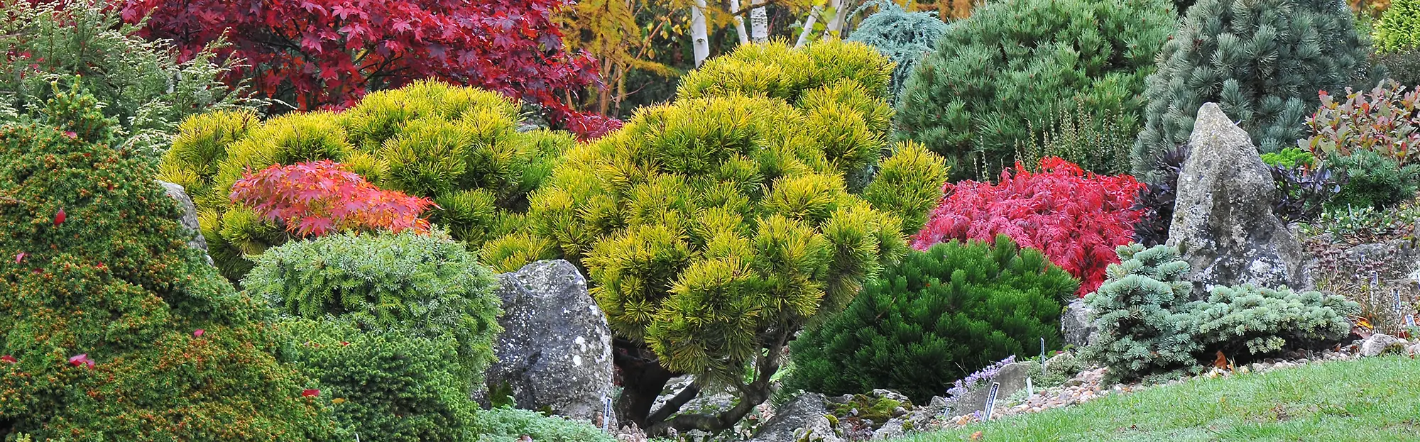 Conifers banner