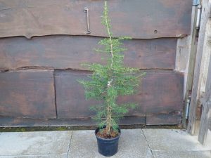 Cedrus libani-0