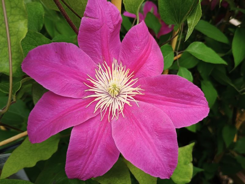Clematis 'Acropolis' (Evipo078)-0