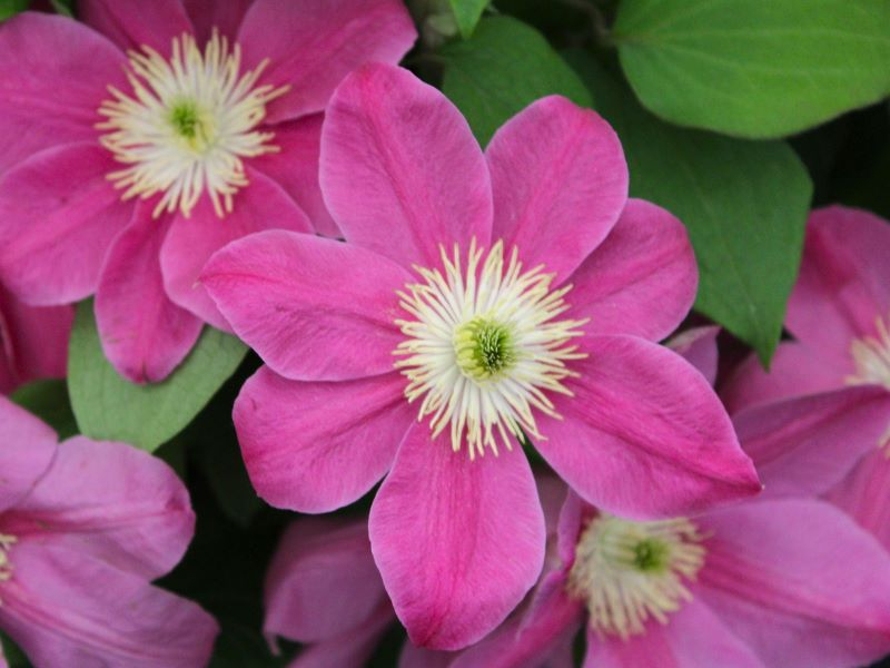 Clematis 'Alaina' (Evipo056)-0