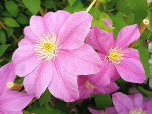 Clematis 'Alaina' (Evipo056)-0