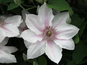 Clematis 'Corinne' (Evipo063)-0