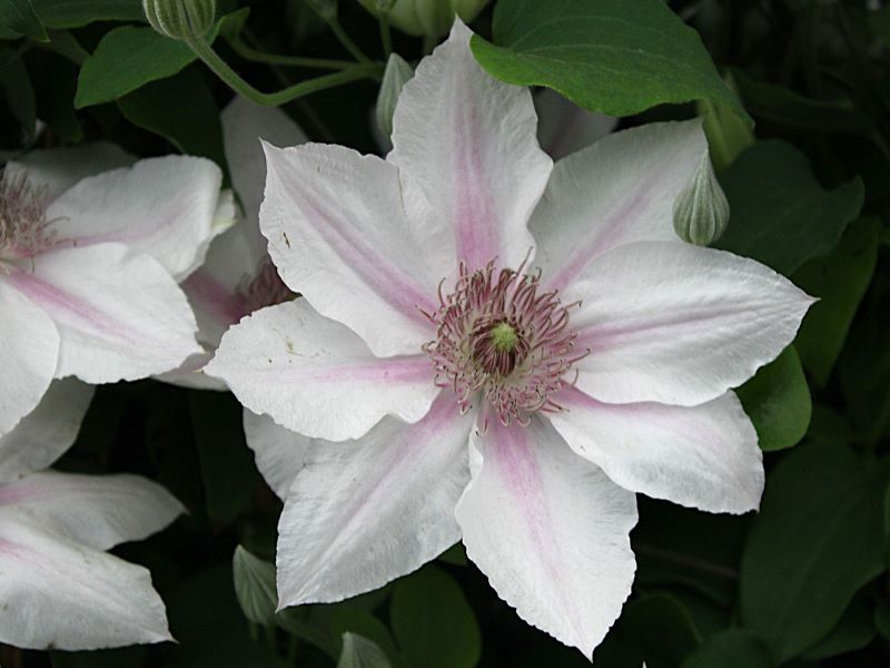 Clematis 'Corinne' (Evipo063)-0