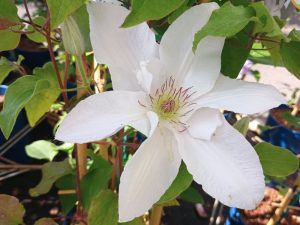 Clematis 'Guernsey Flute' (Evigsy153)-0