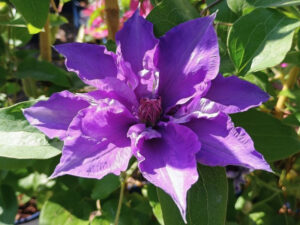 Clematis 'Lindsay' (EvisGsy152)-0