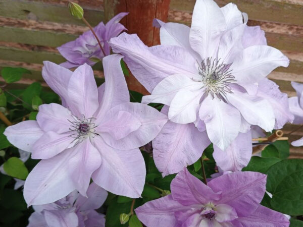 Clematis 'Reflections' (Evipo035)-0