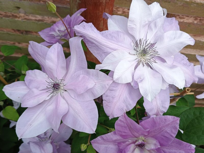 Clematis 'Reflections' (Evipo035)-0