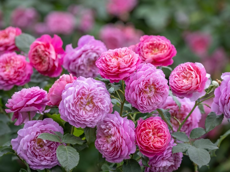 Rosa 'Emma Bridgewater'-0