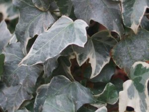 Hedera helix 'Glacier'-0