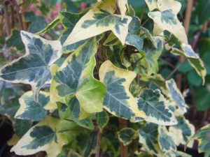 Hedera helix 'Goldchild'-0