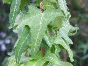 Hedera helix 'Golden Arrow'-0