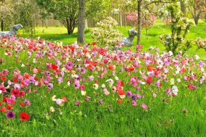 John's Garden during Spring