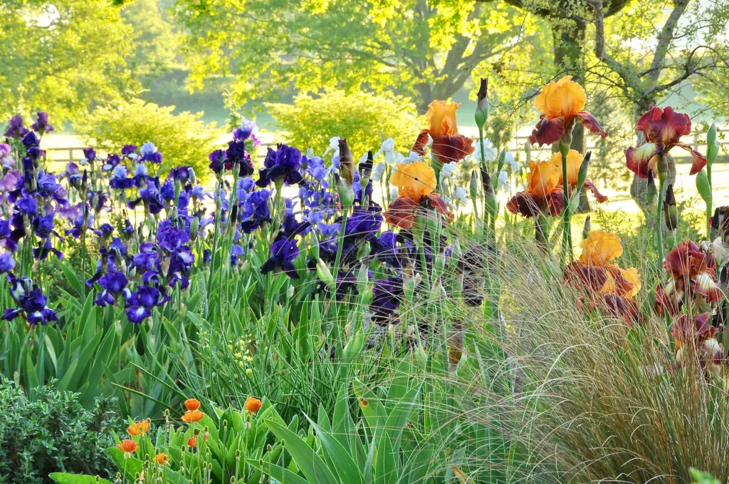 John's Garden during Summer