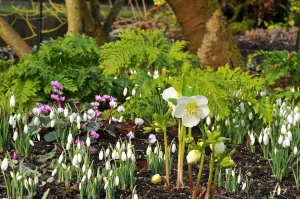 John's Garden during Winter