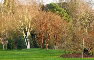 John's Garden during Winter