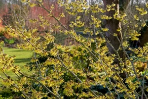 John's Garden during Winter