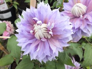 Clematis 'Diamantina' (Evipo039)-0