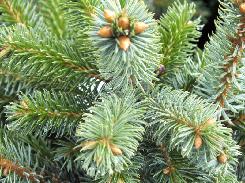 Picea sitchensis 'Papoose'-25677