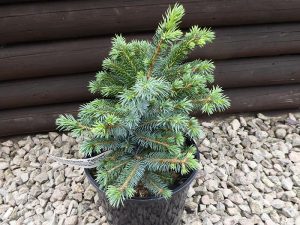 Picea sitchensis 'Papoose'-0