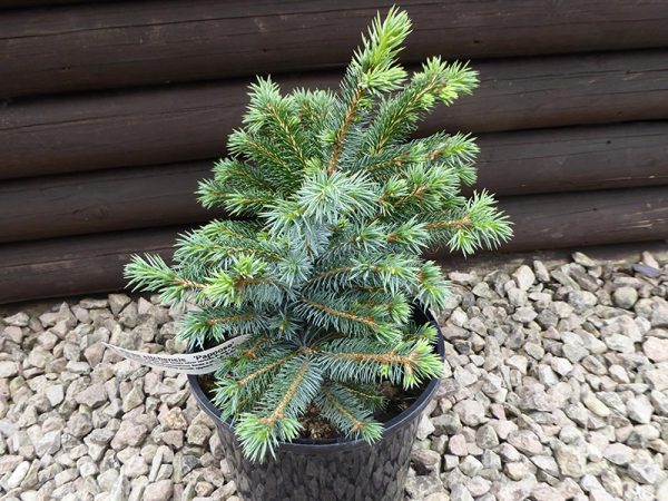 Picea sitchensis 'Papoose'-0