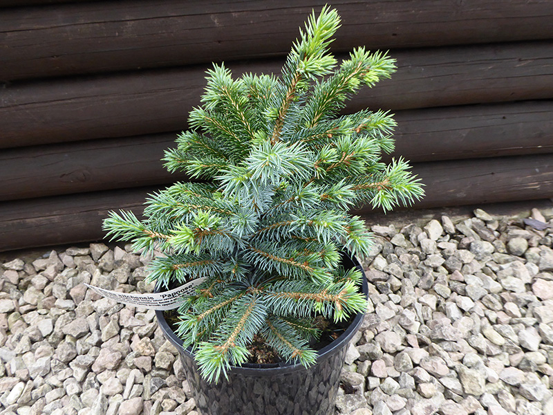 Picea sitchensis 'Papoose'-0