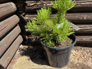 Pinus mugo 'Laarheide'-0