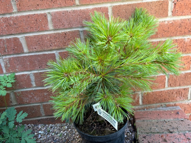 Pinus strobus 'Rheinhaus'-0