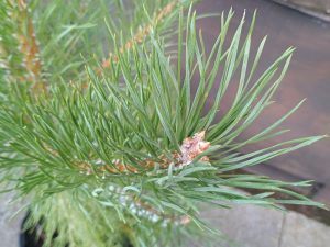 Pinus sylvestris-0