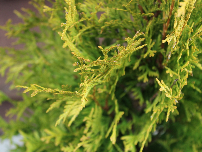 Thuja occidentalis 'Sunny Smaragd'-25456