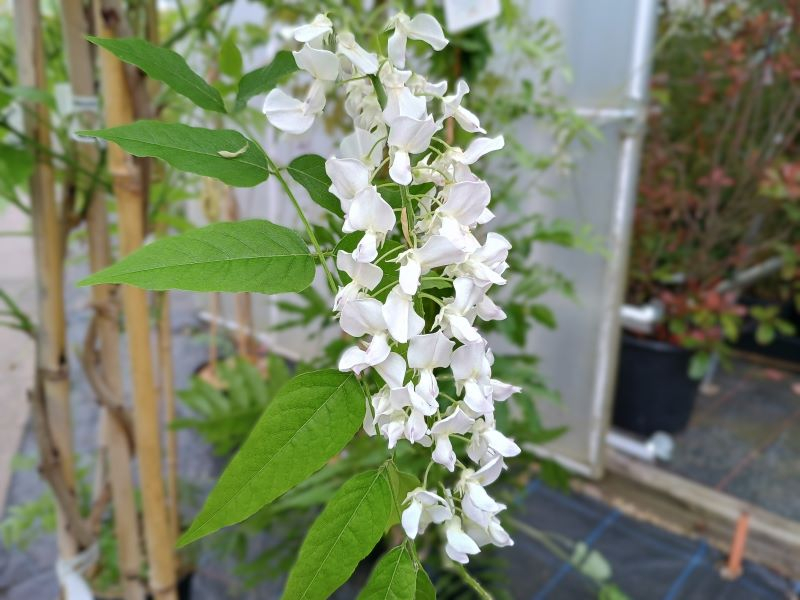 Wisteria floribunda 'Alba'-25433