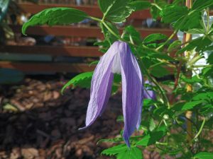 Clematis 'Blue Dancer' (2 Litre)