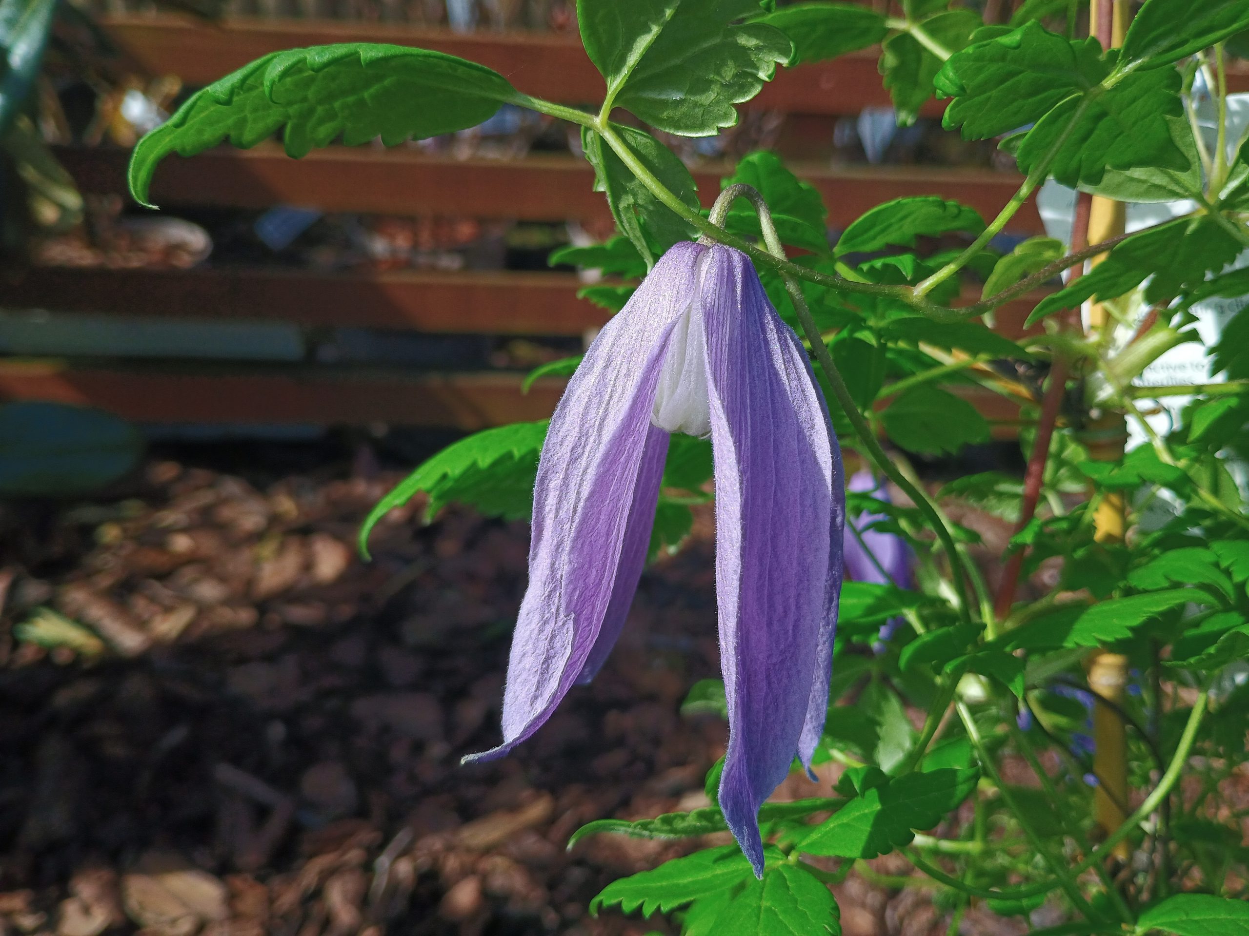 Clematis 'Blue Dancer' (2 Litre)