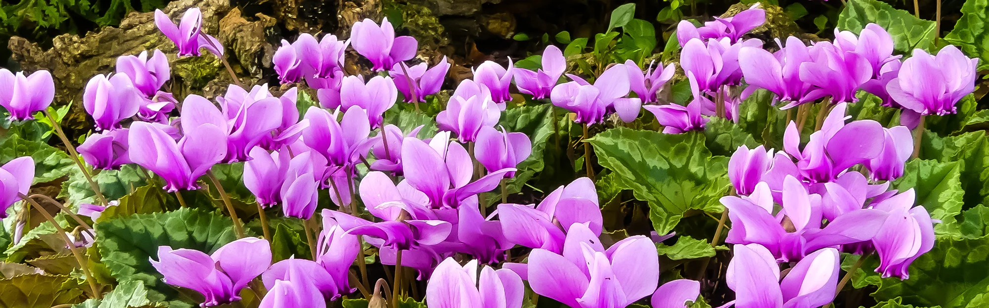 Cyclamen