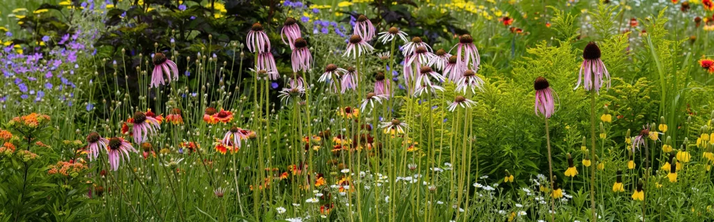 Herbaceous