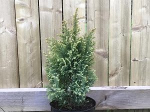 Chamaecyparis lawsoniana 'Cream Glow'-0